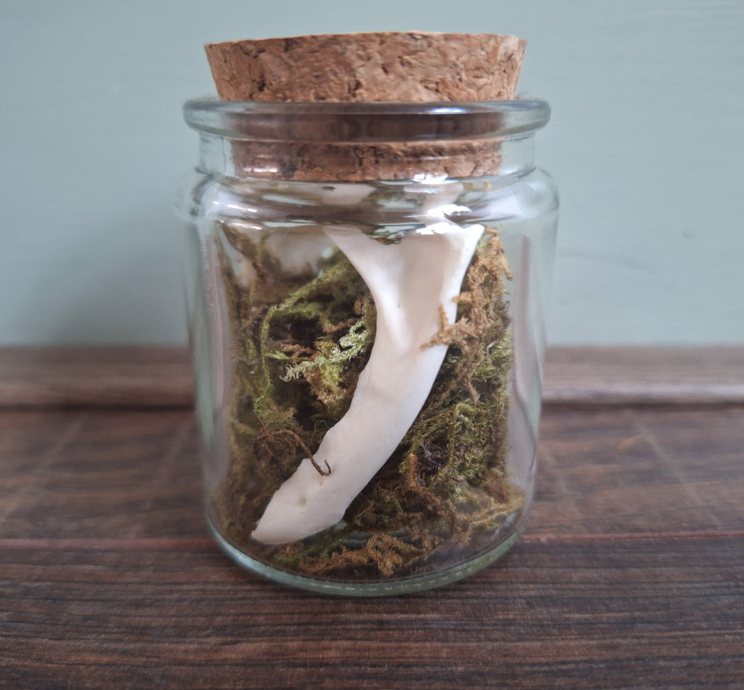 Marten lower jaws, B-quality, in glass jar