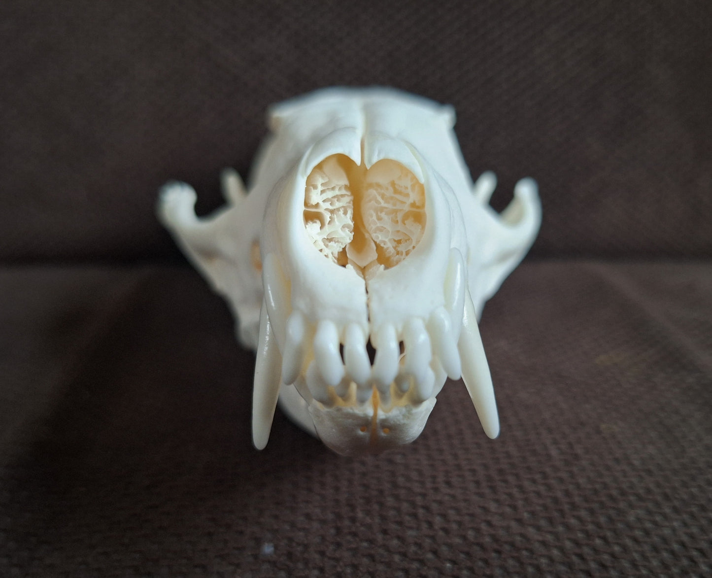 Fox skull #25