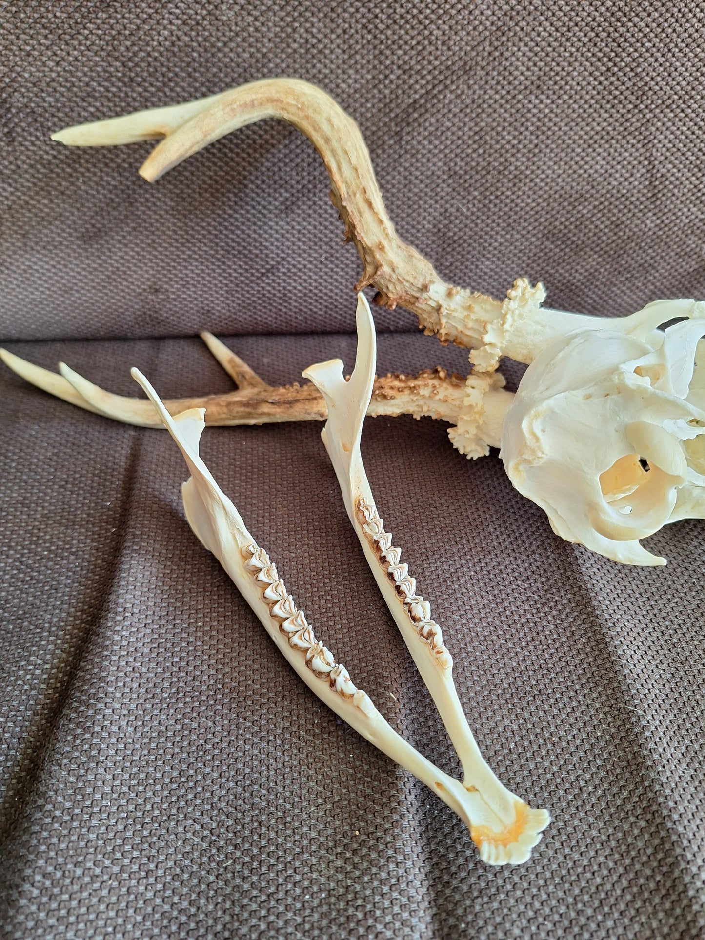 Roe buck skull #3