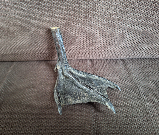 Barnacle goose lower leg #3