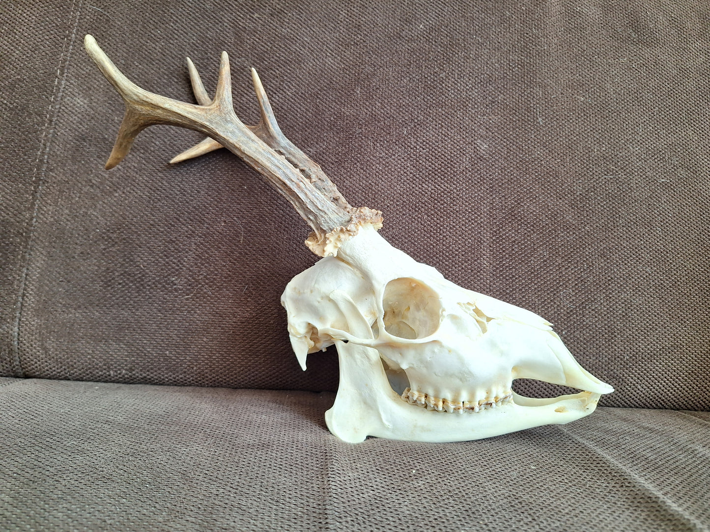 Roe buck skull #2