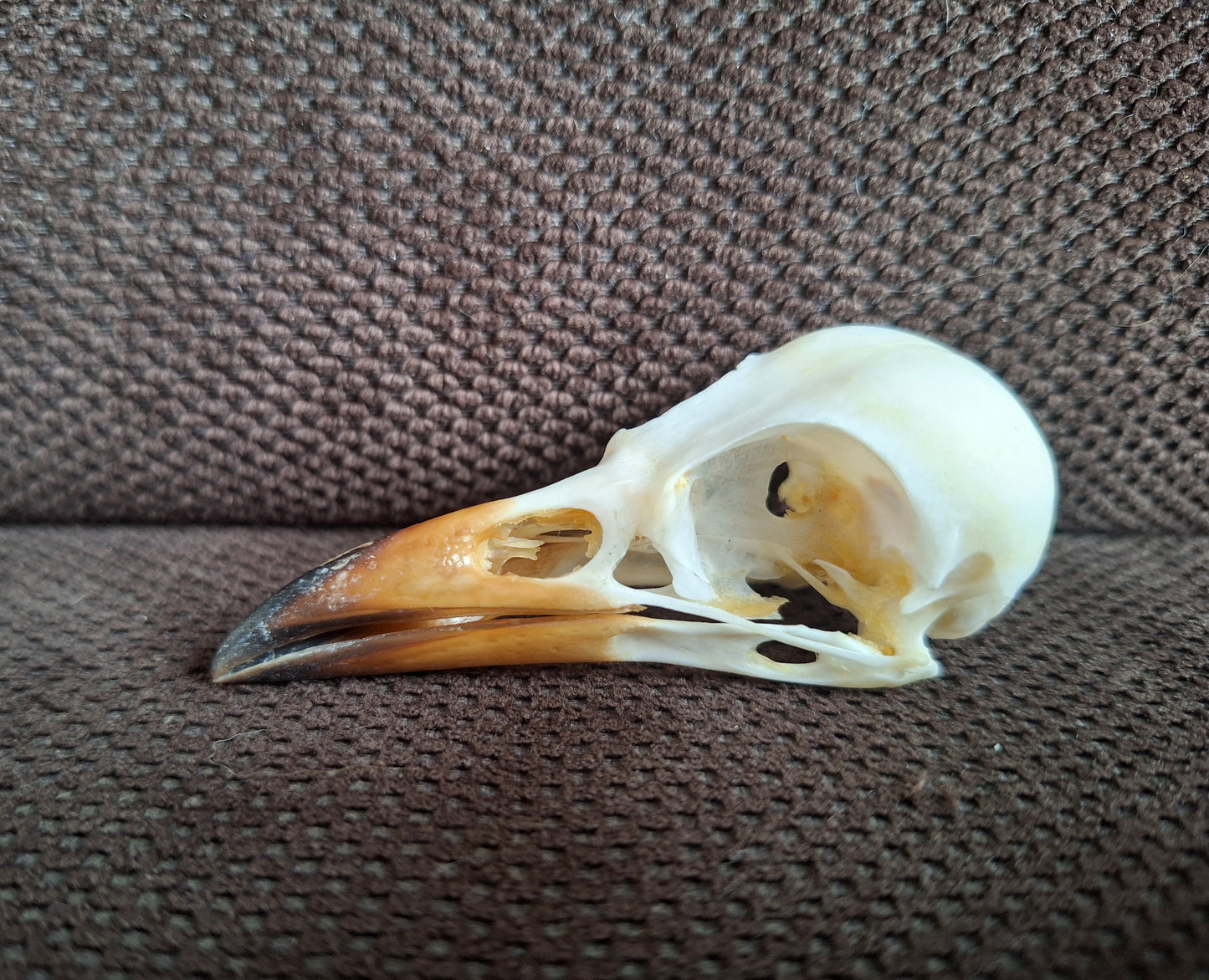 Jackdaw skull #6