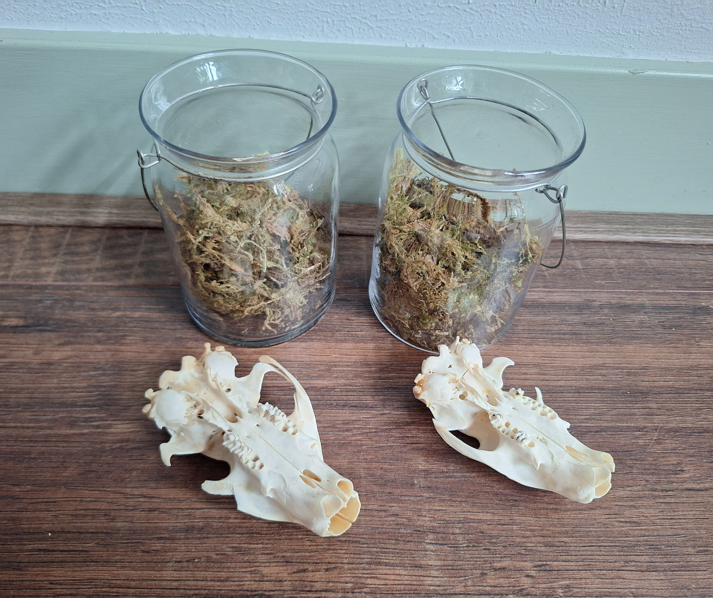 Alpine marmot upper skull, B-quality, in glass jar