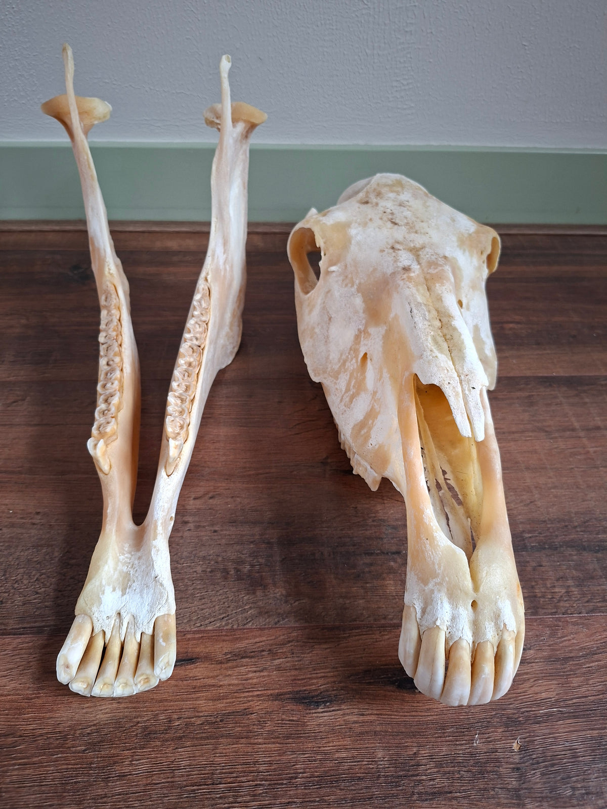 Horse skull