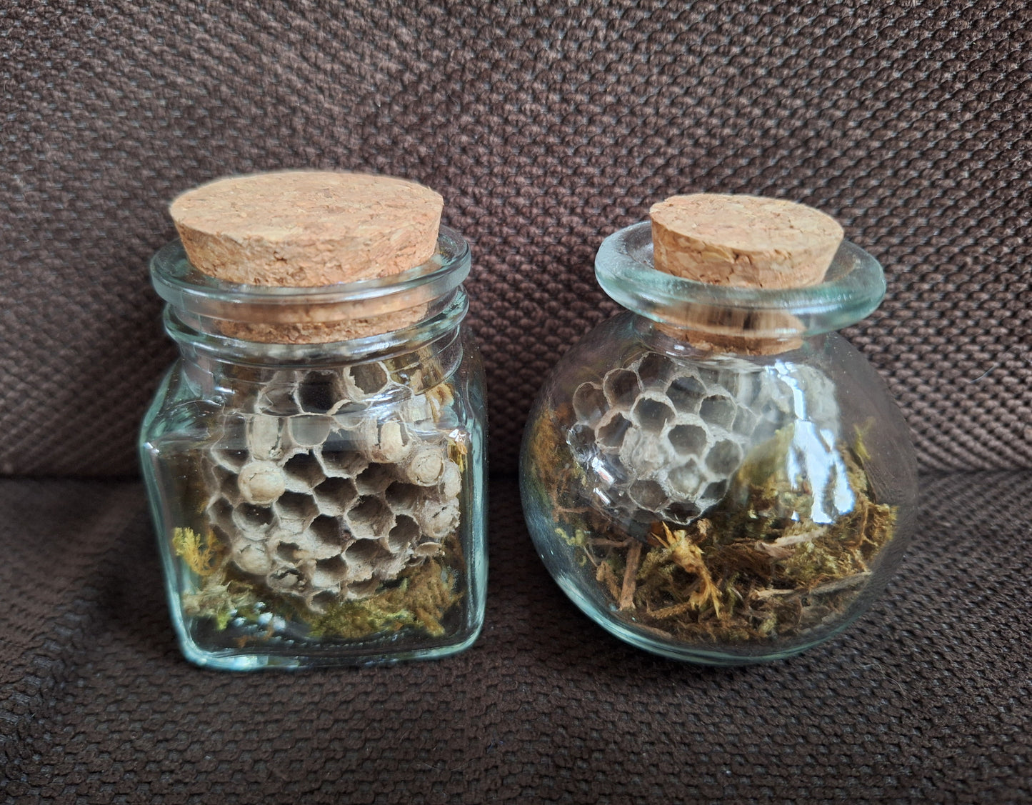 Wasp nest in glass jar