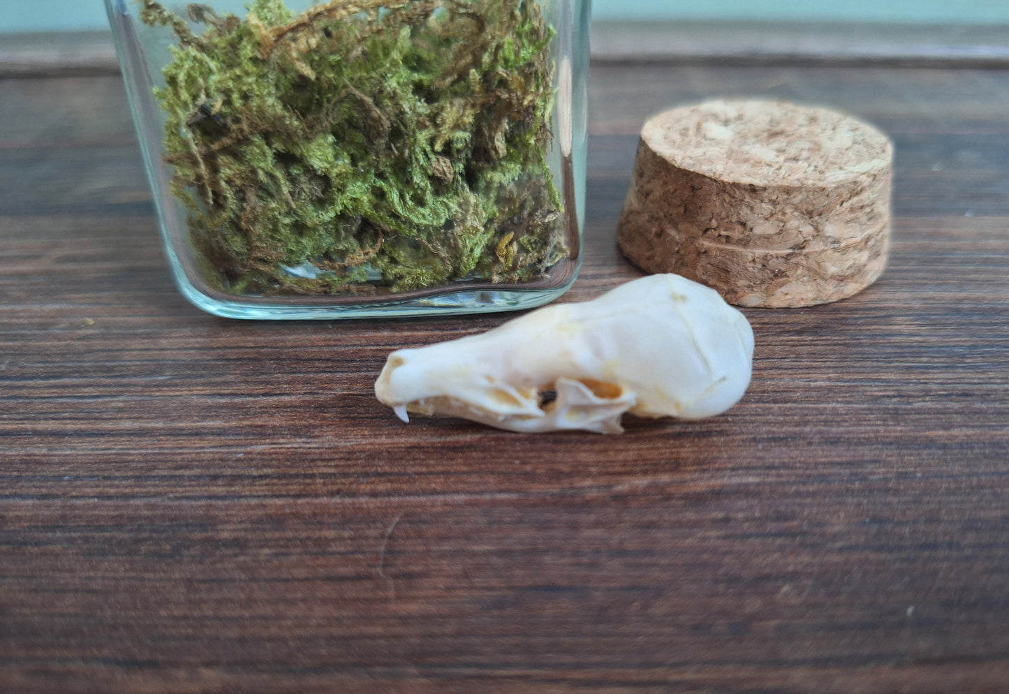 Mole skull in glass jar