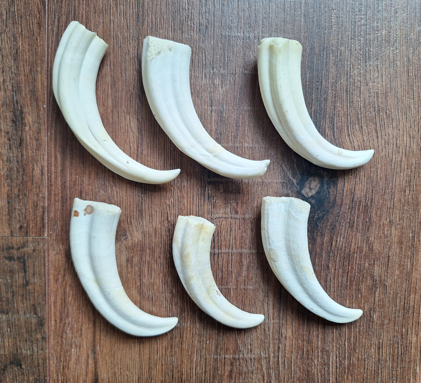 Wart hog tusks