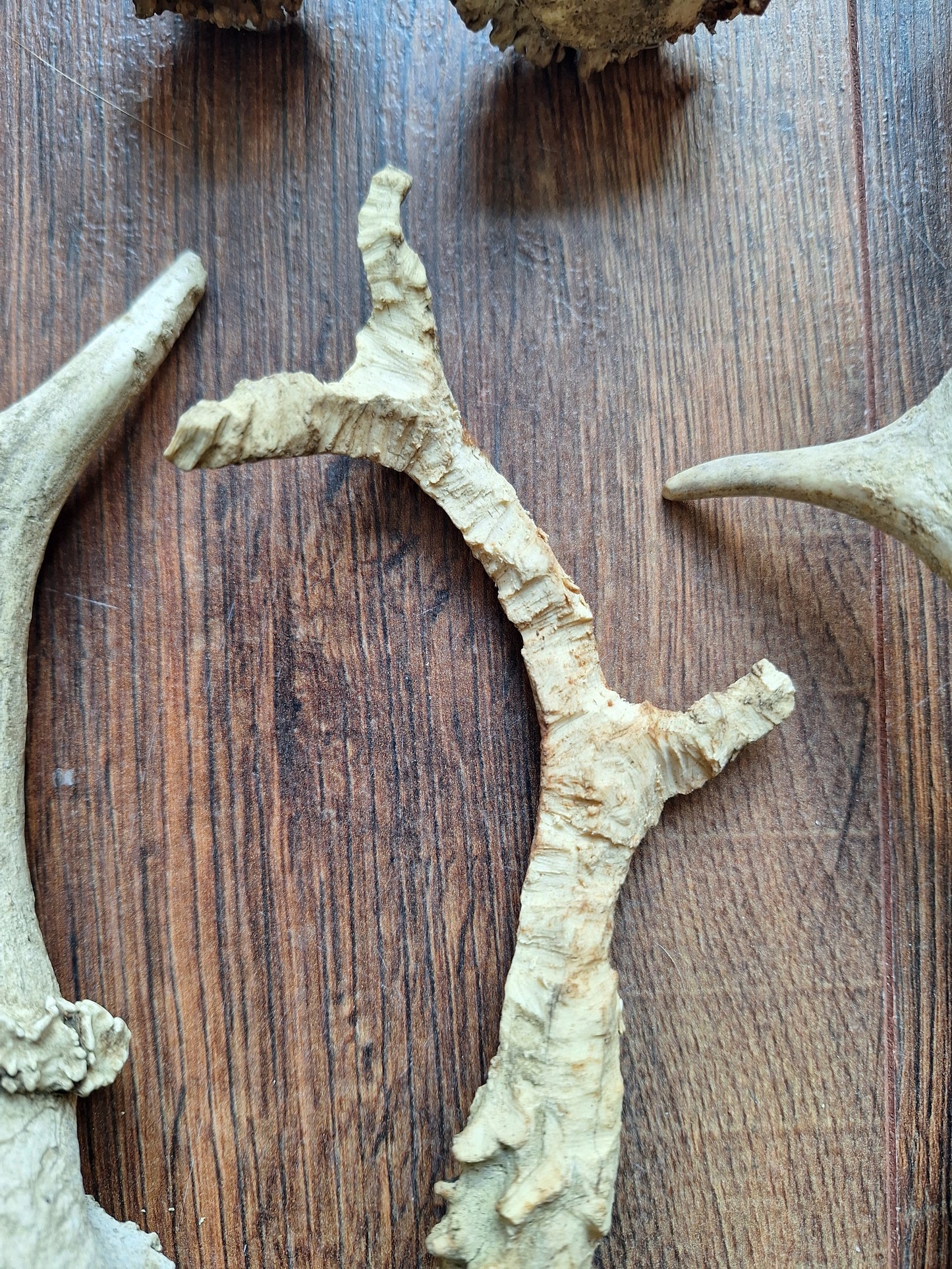 Roe deer antlers, B-quality, set of 11,