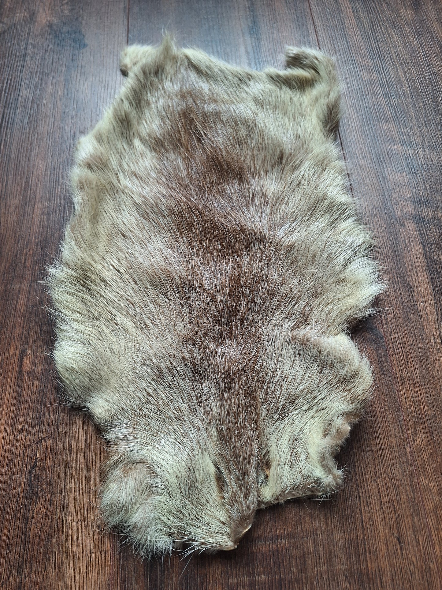 Beaver rat hide