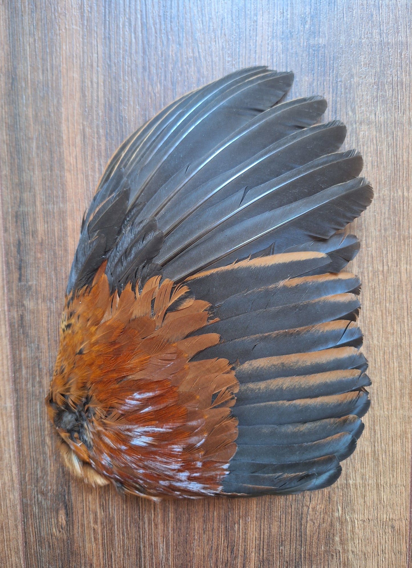 Rooster wing