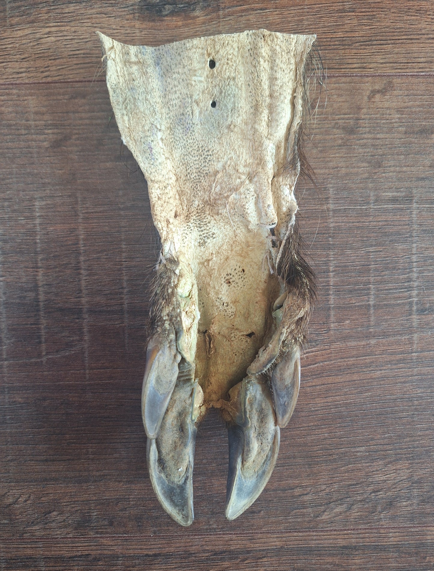Wild boar lower leg hide, B-quality