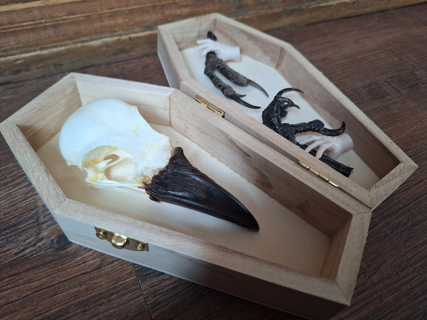 Crow skull and claws set in coffin