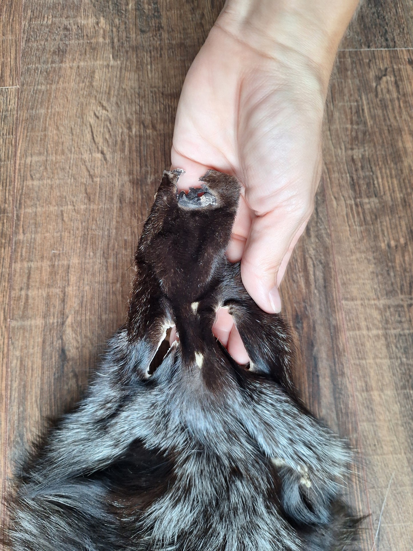 Silver fox hide crafting piece