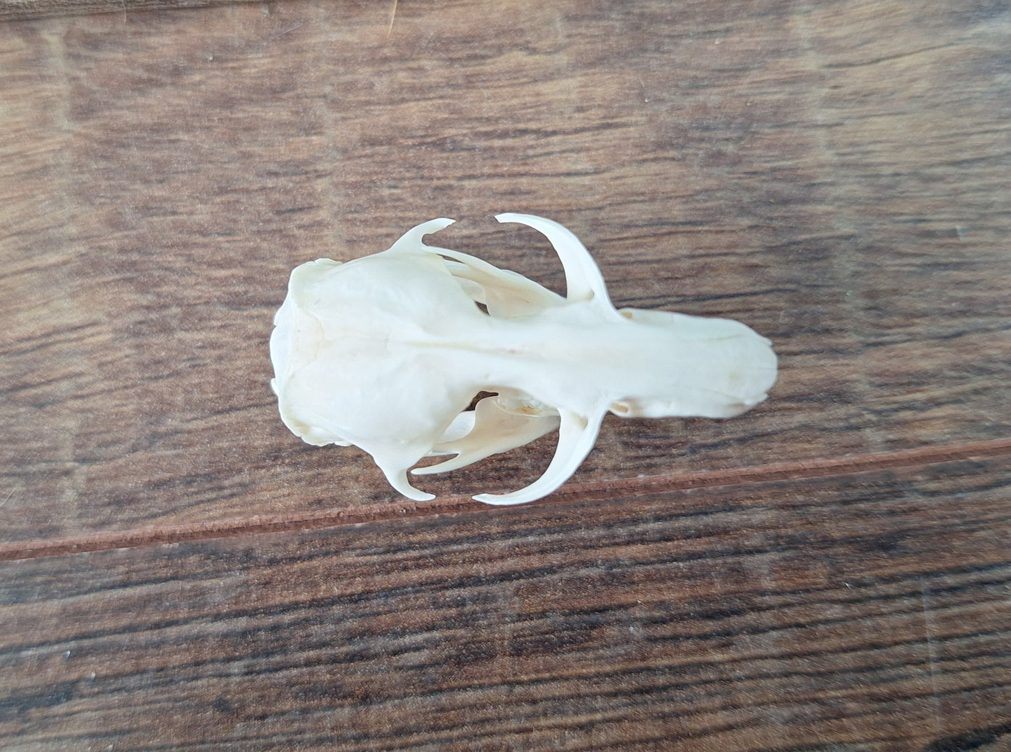Gold hamster skull