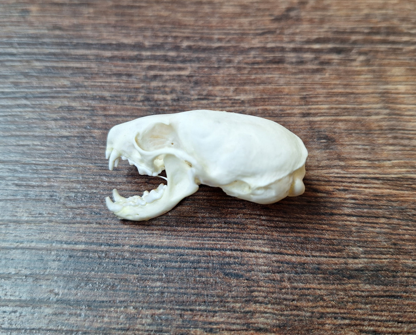 Stoat skull