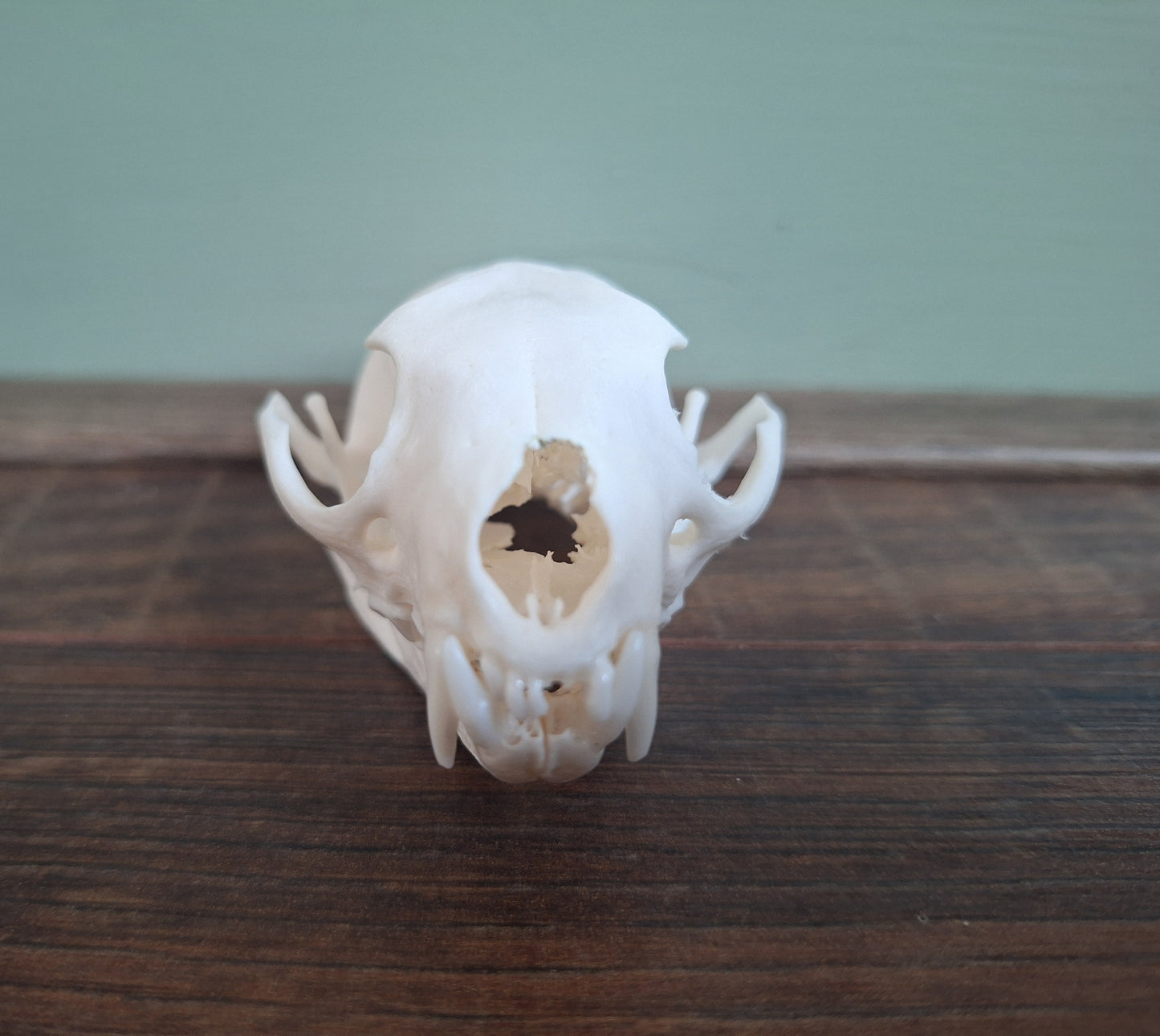Stone marten skull, B-quality