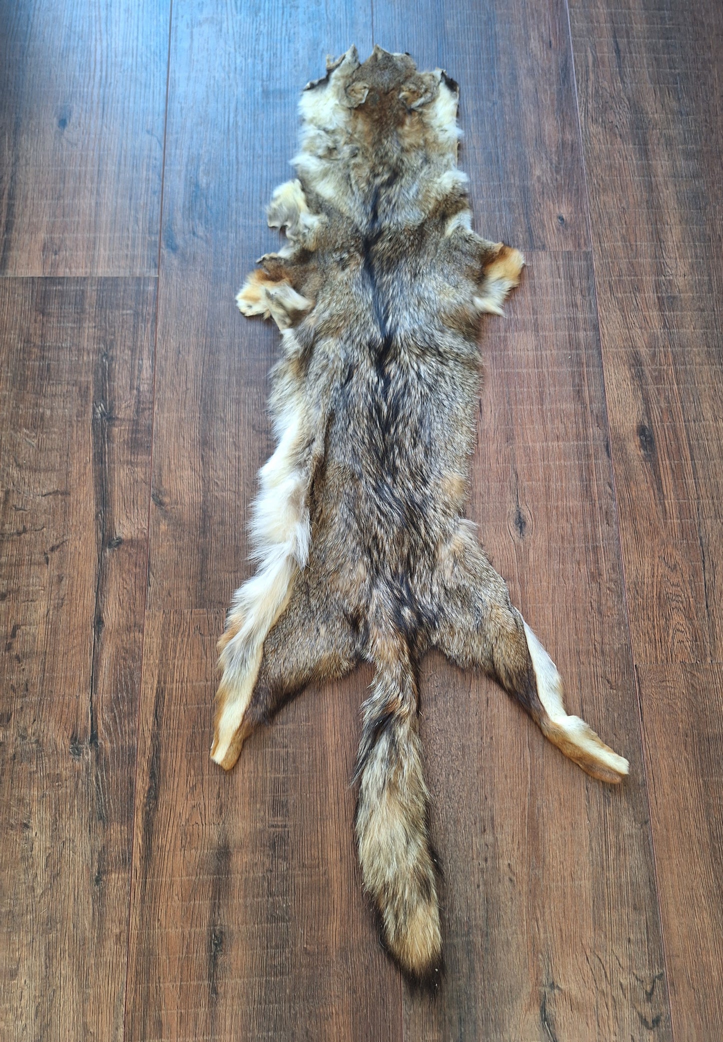 Cape fox hide #5, B-quality