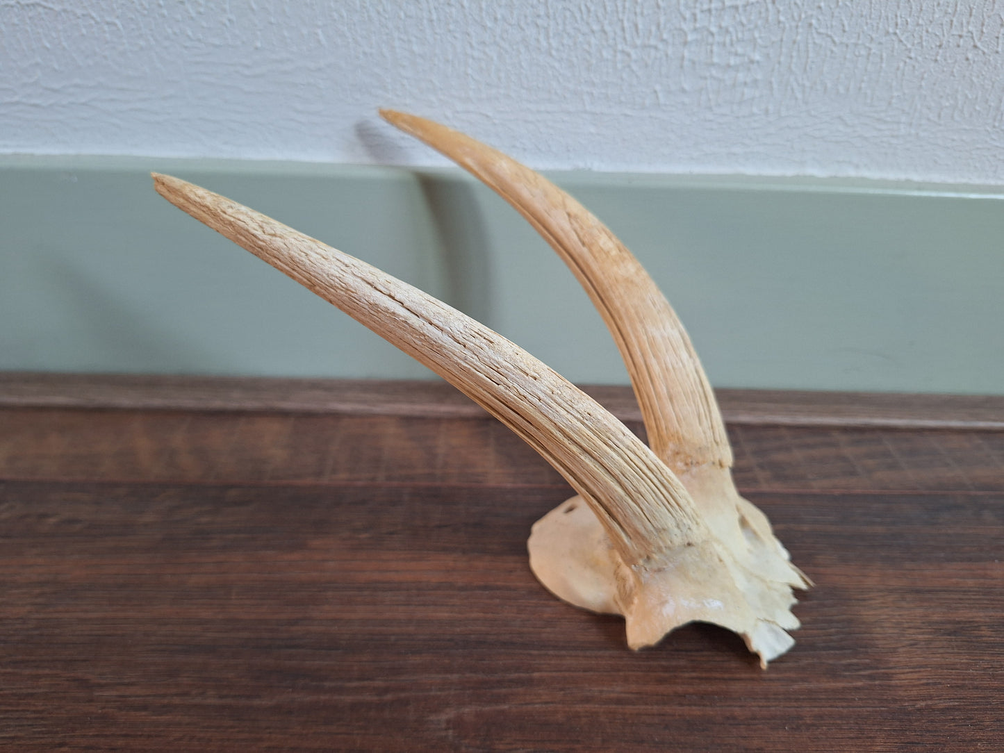 Dorcas gazelle skull cap