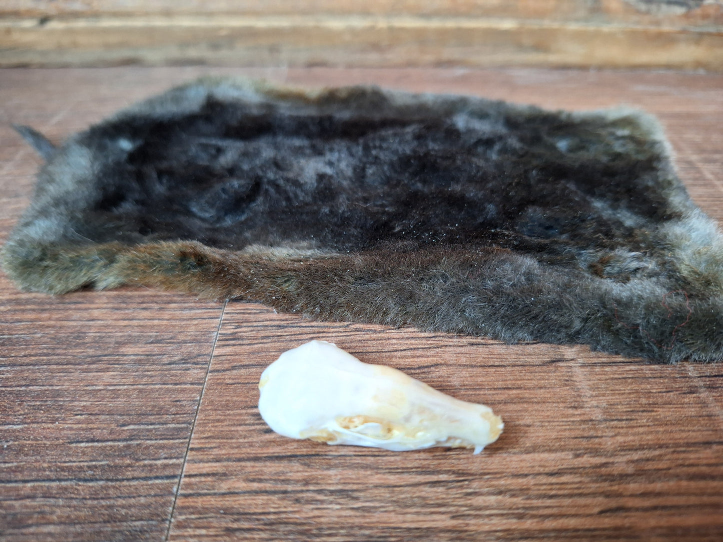 Mole skull and hide set