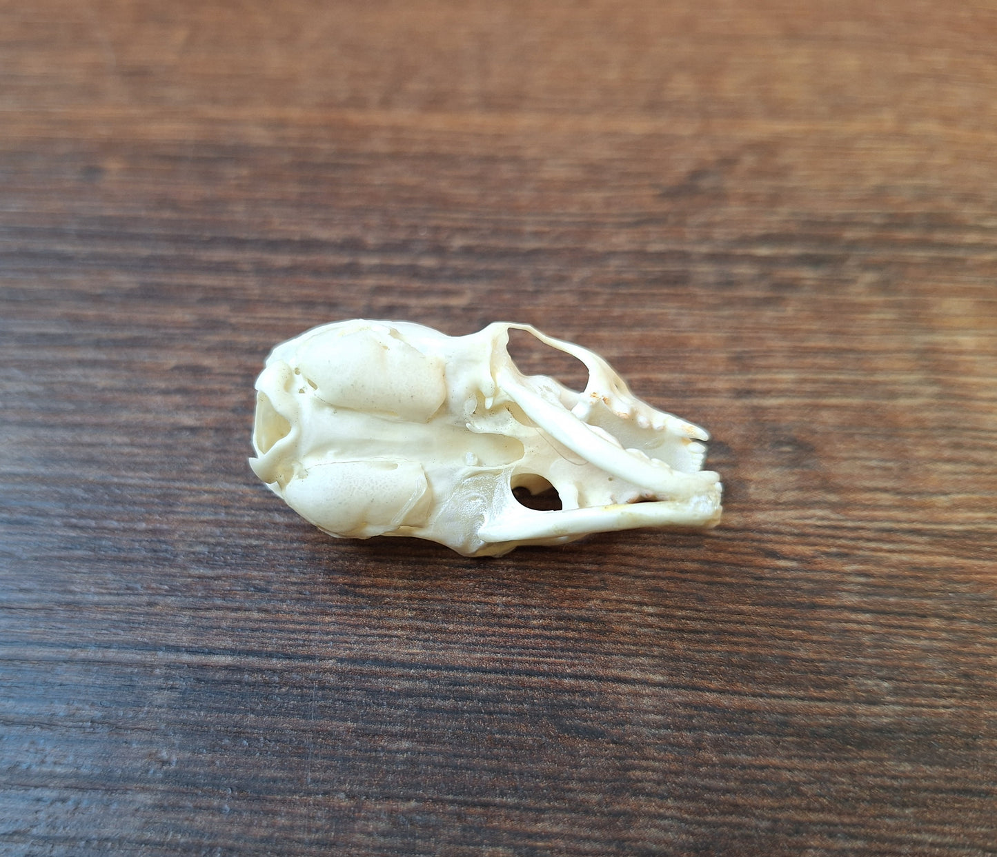 Stoat skull