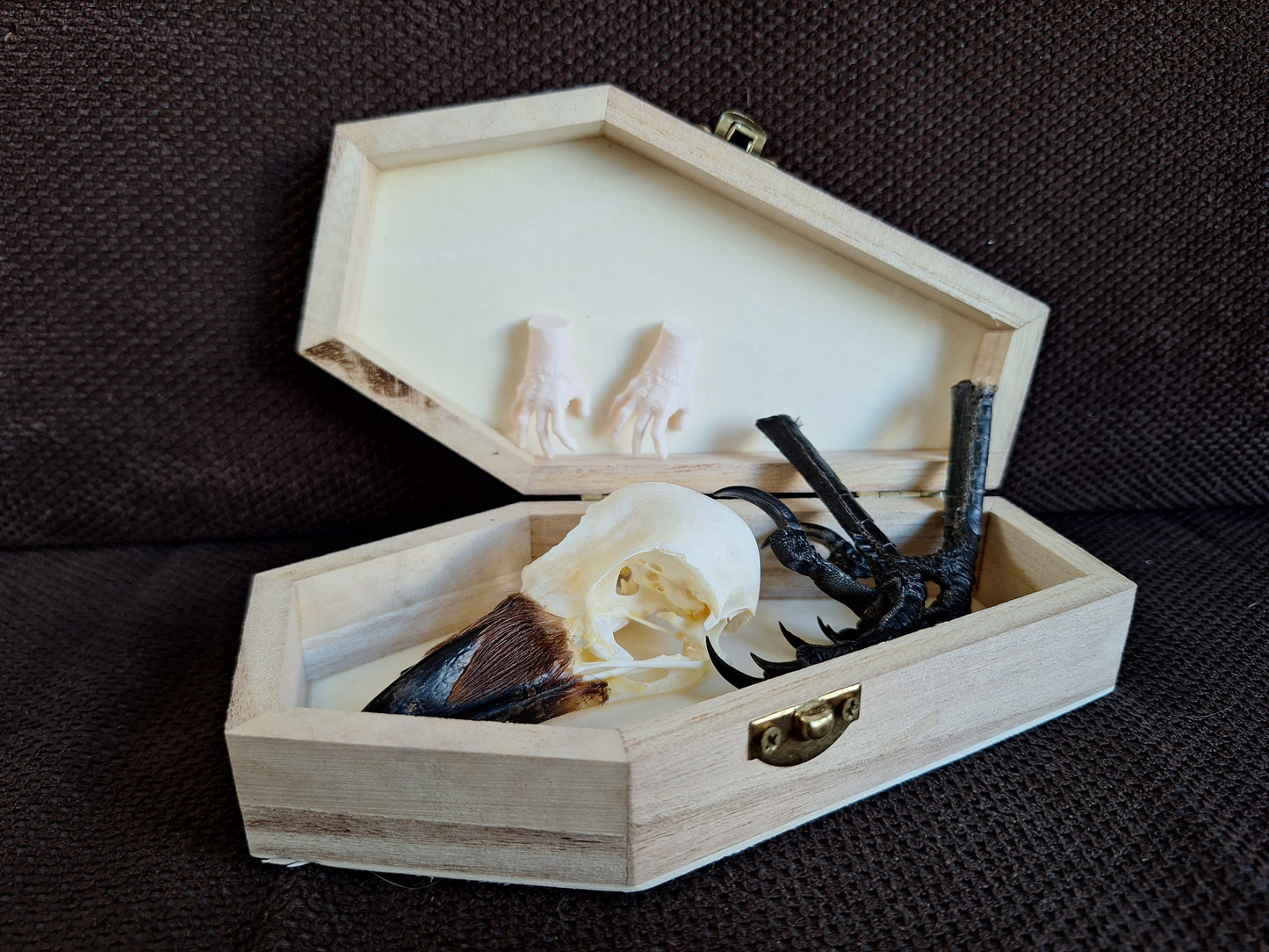 Crow skull and claws set in coffin