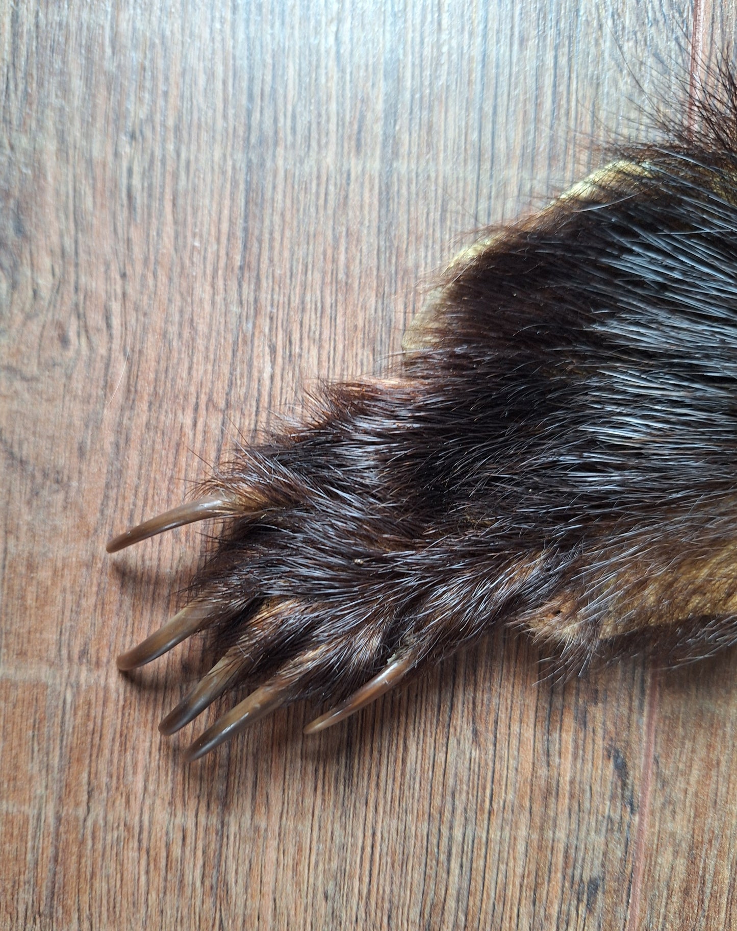 Badger hide #7