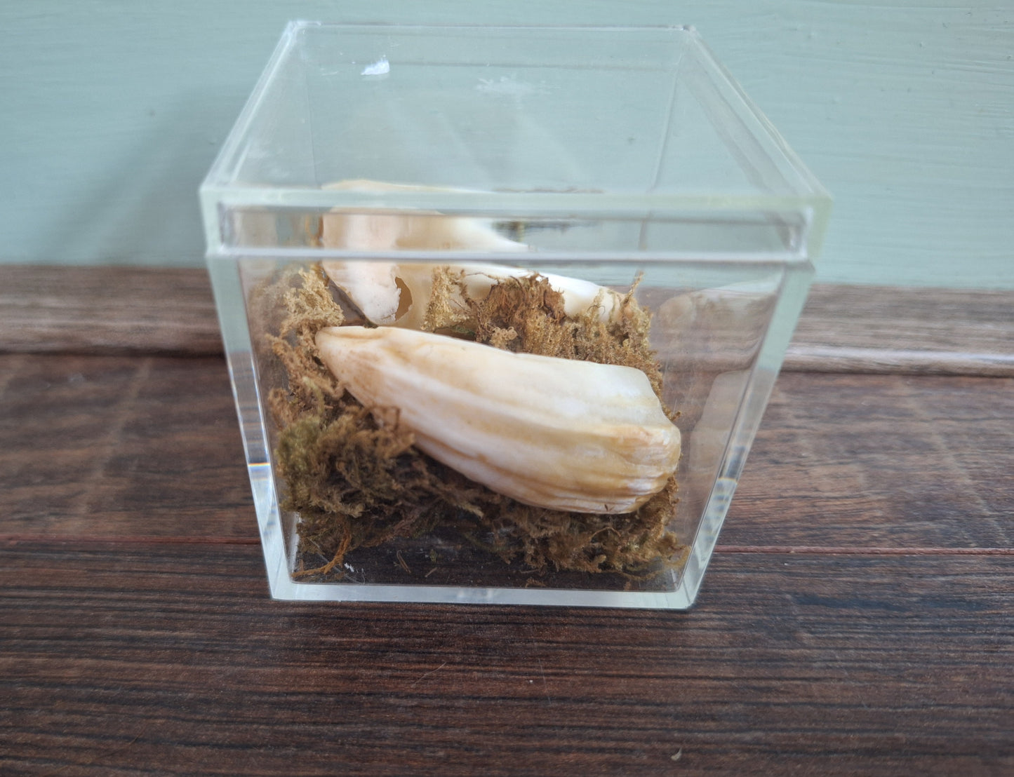 Wild boar upper jaw tusks in display cube