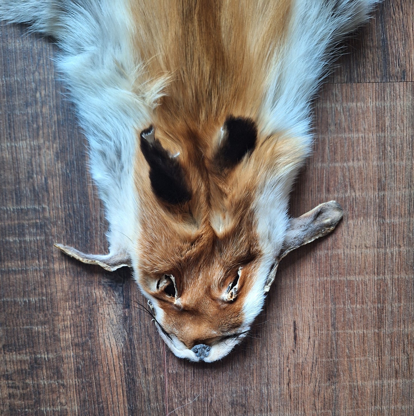 Red fox hide #31
