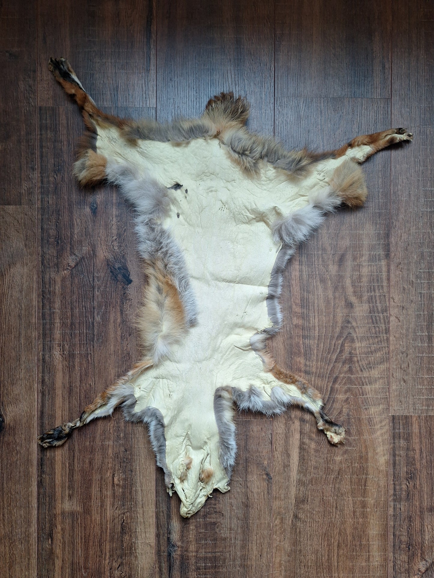 Red fox hide #32, B-quality