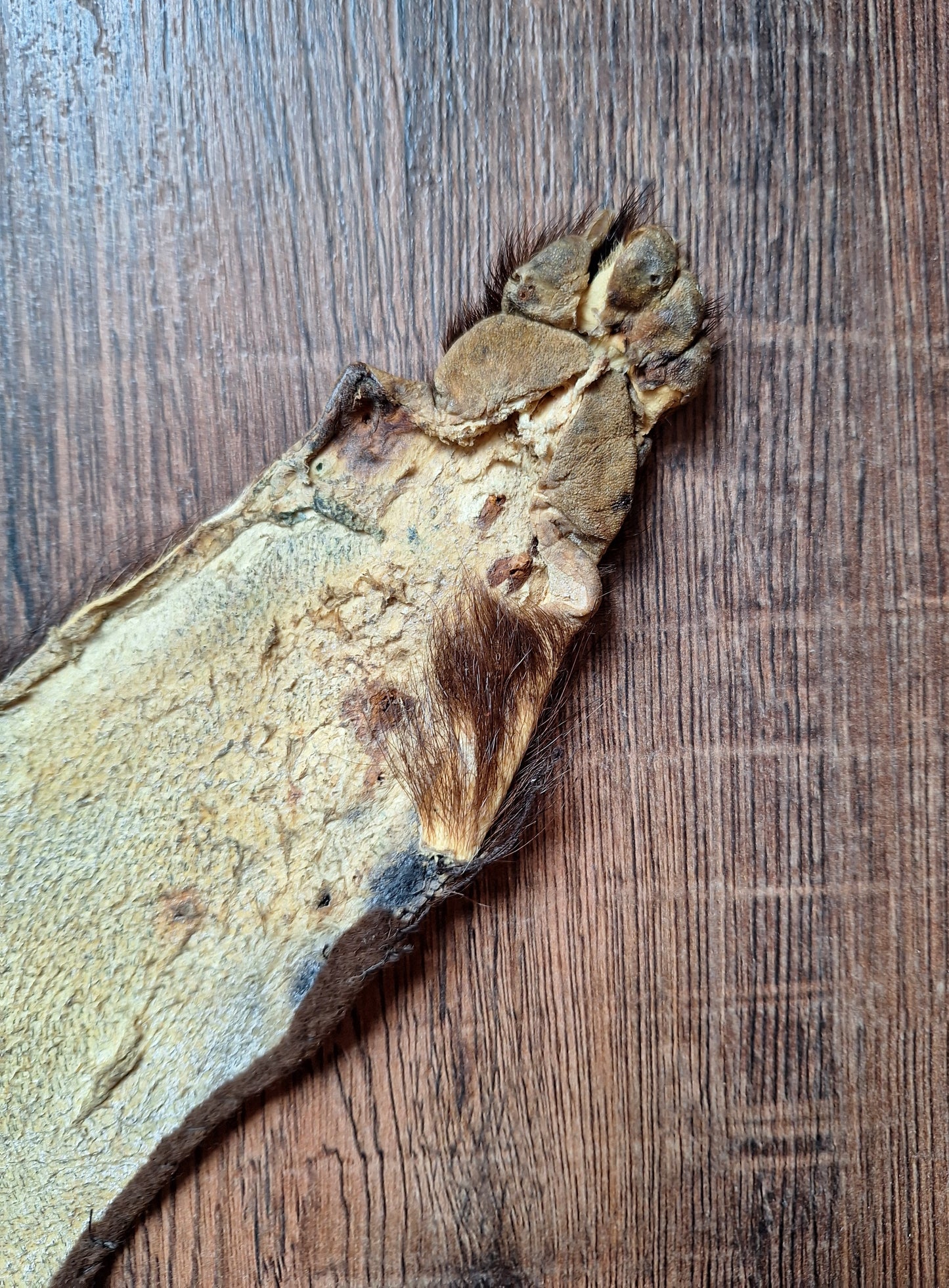 Badger hide #7
