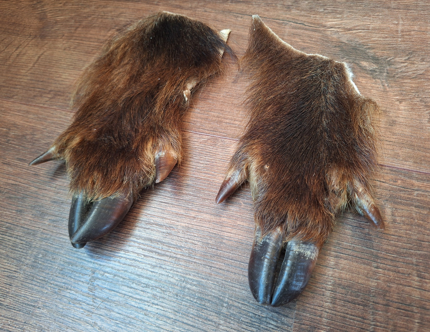 Wild boar lower leg hides