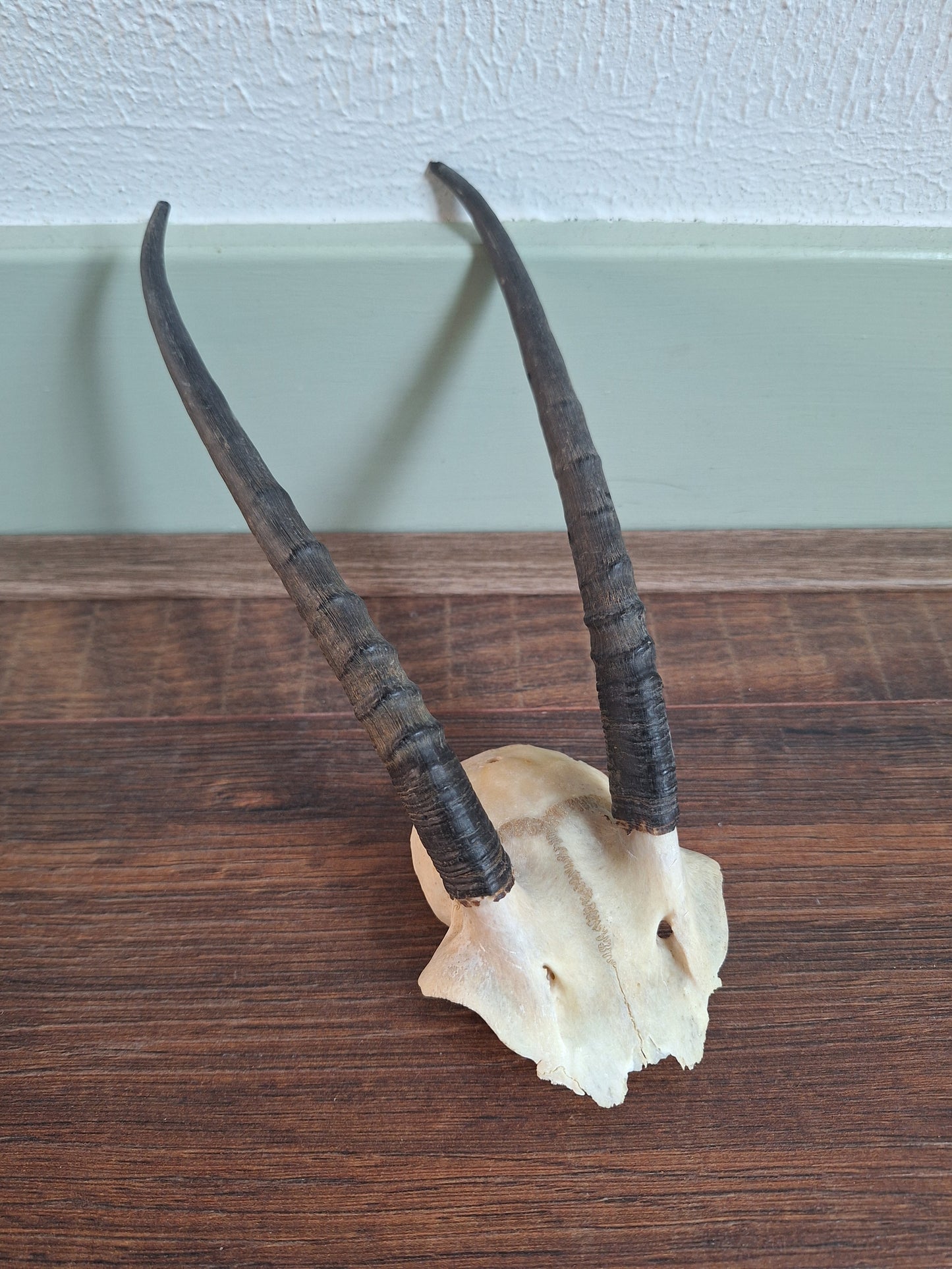 Dorcas gazelle skull cap