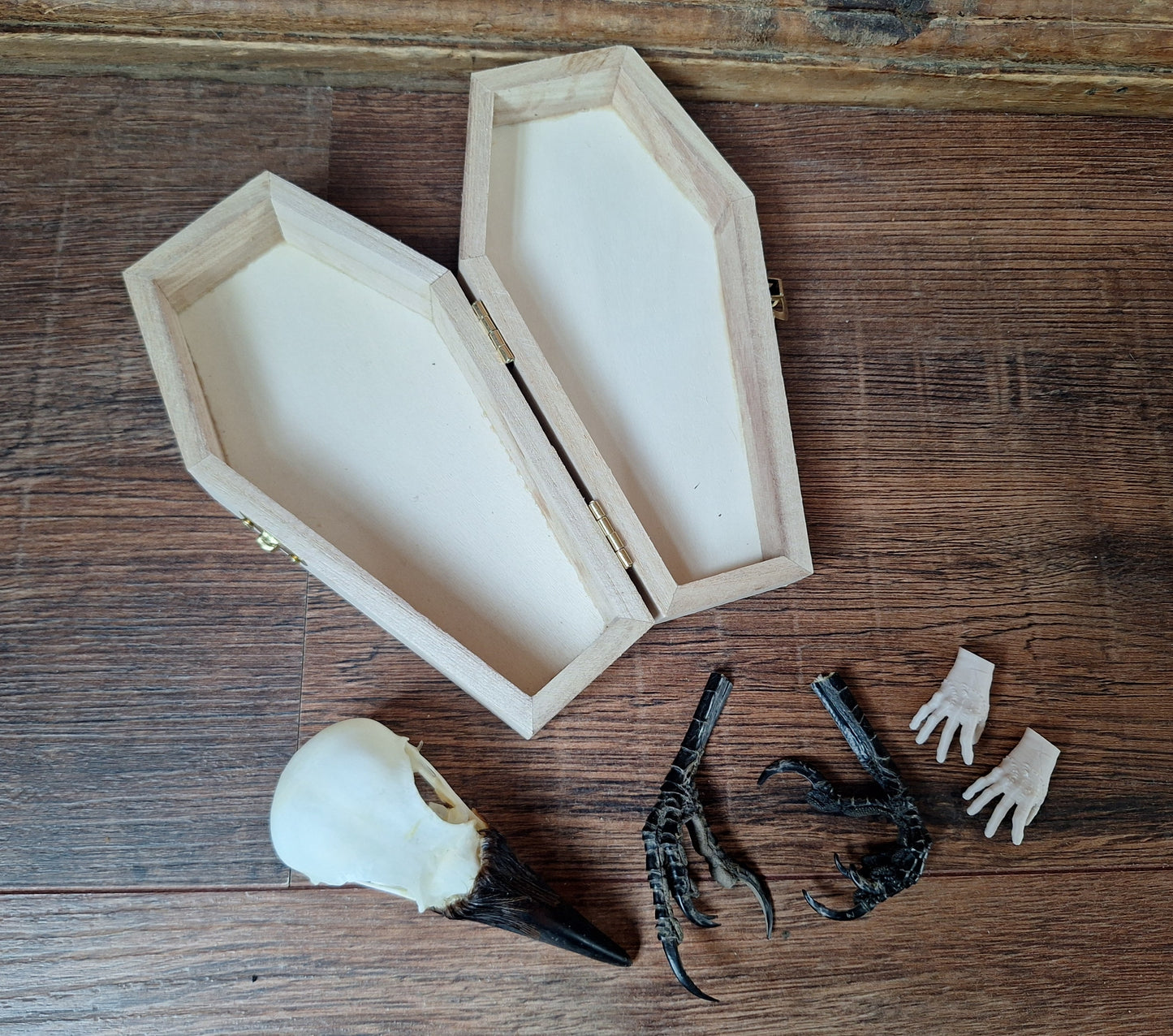 Crow skull and claws set in coffin