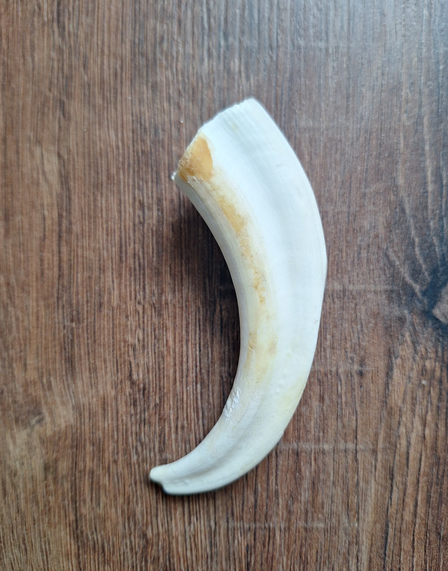 Wart hog tusks