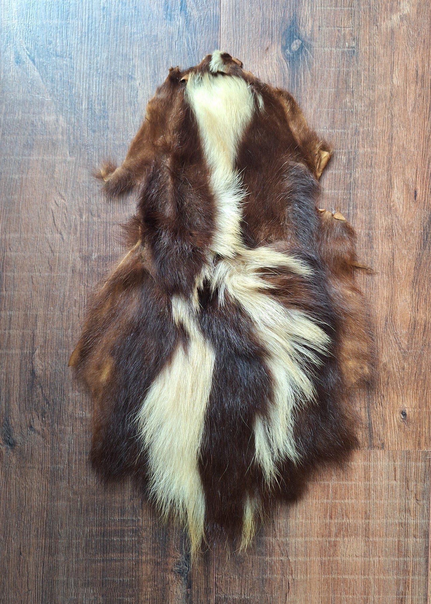 Skunk hide #5
