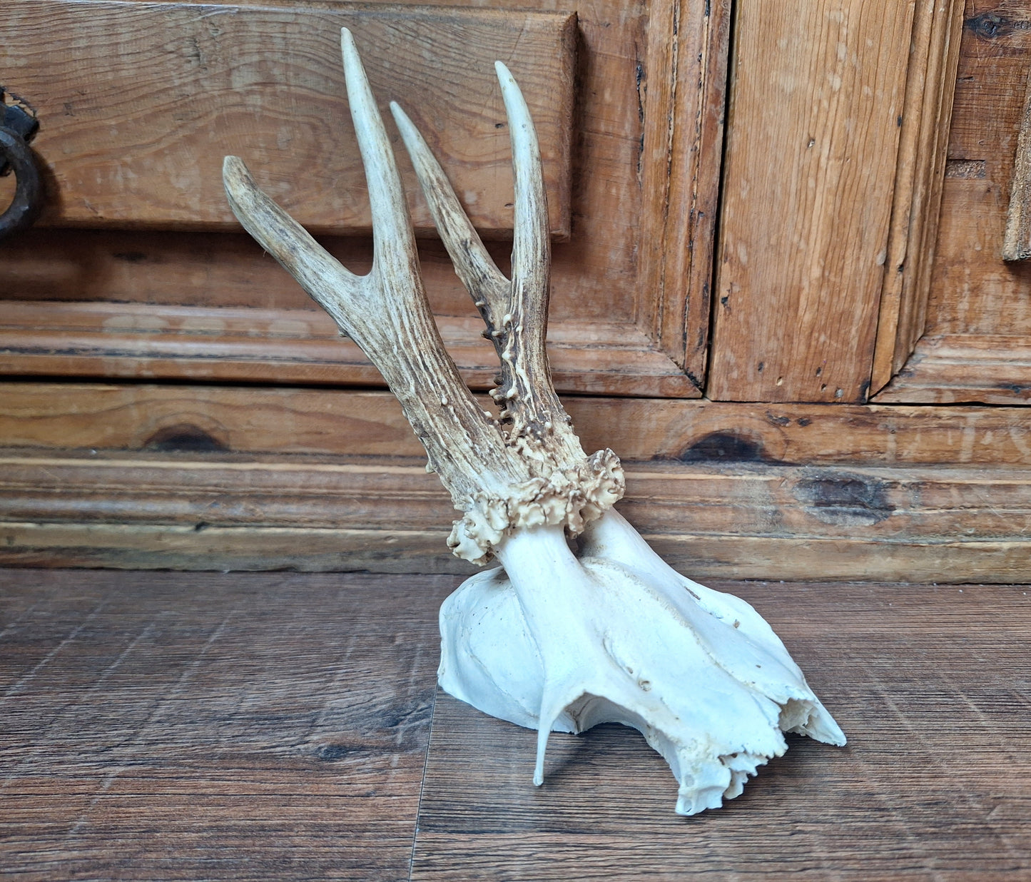 Roe buck skull cap #13