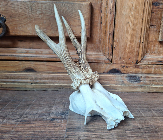 Roe buck skull cap #13