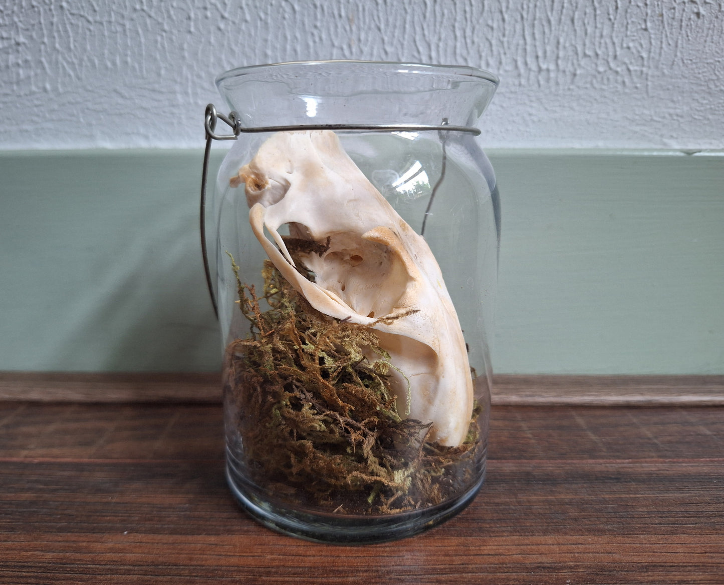 Alpine marmot upper skull, B-quality, in glass jar