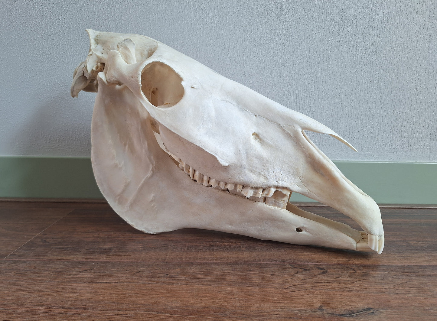 Horse skull