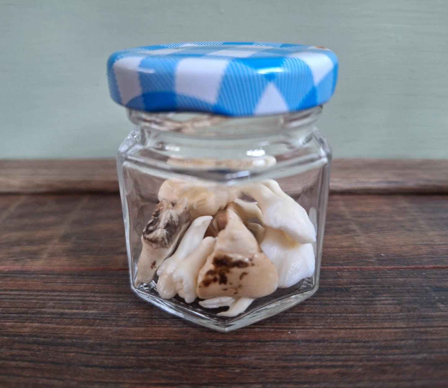 Roe deer teeth in glass jar