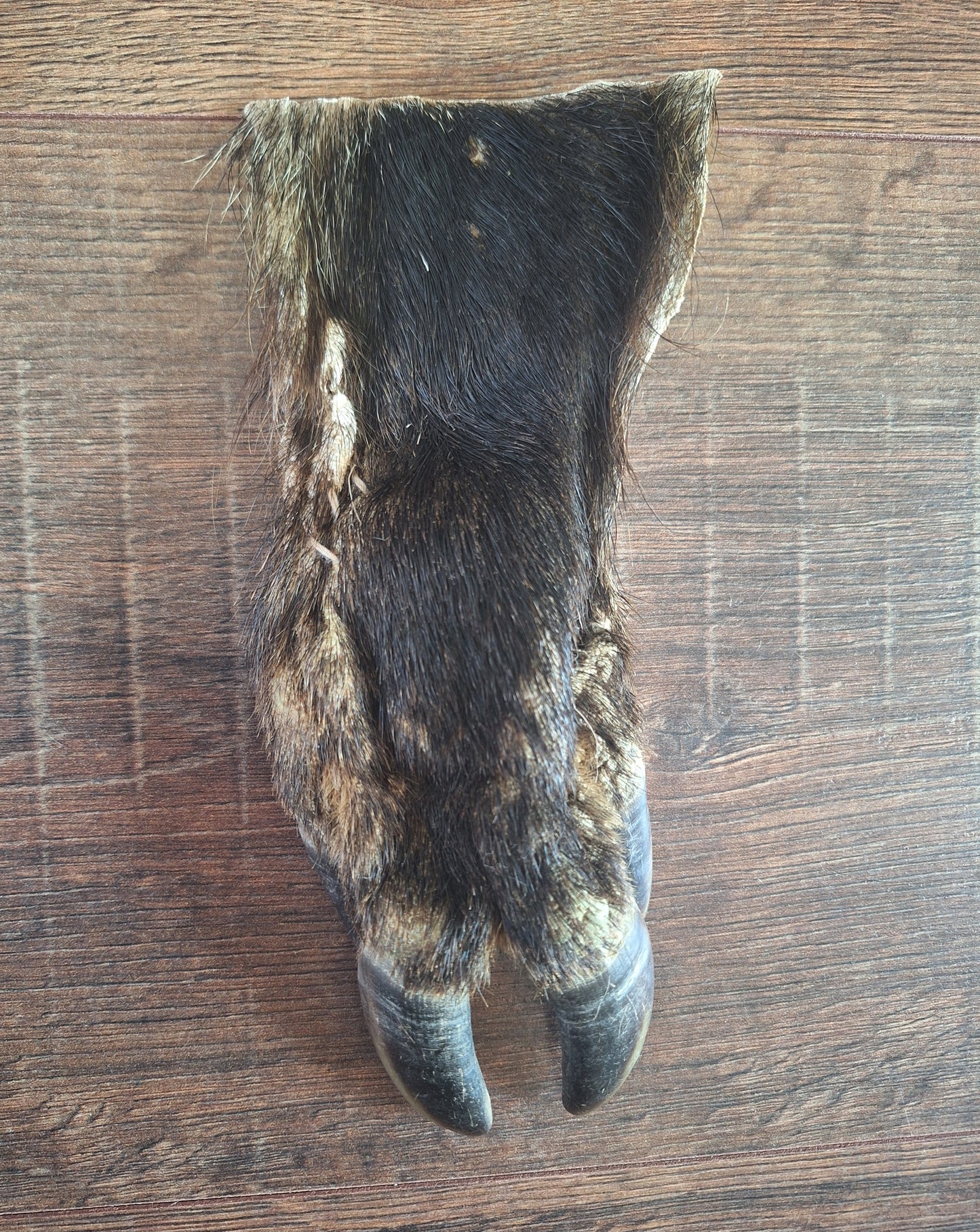 Wild boar lower leg hide, B-quality