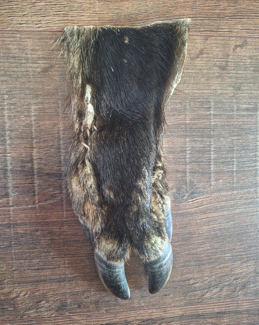 Wild boar lower leg hide, B-quality