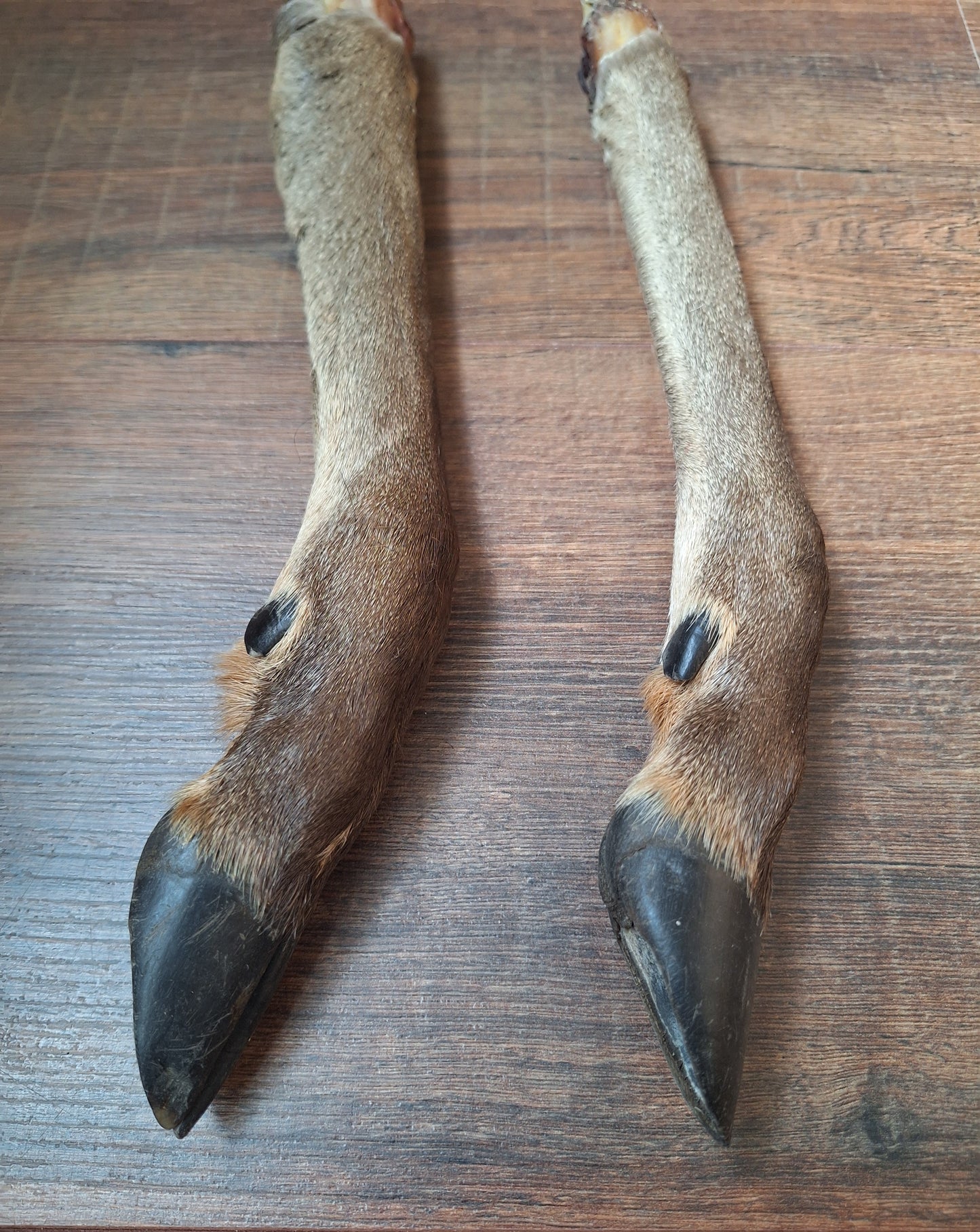 Red deer lower legs