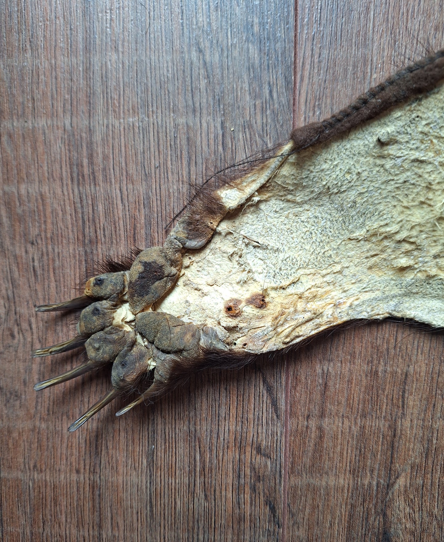 Badger hide #7