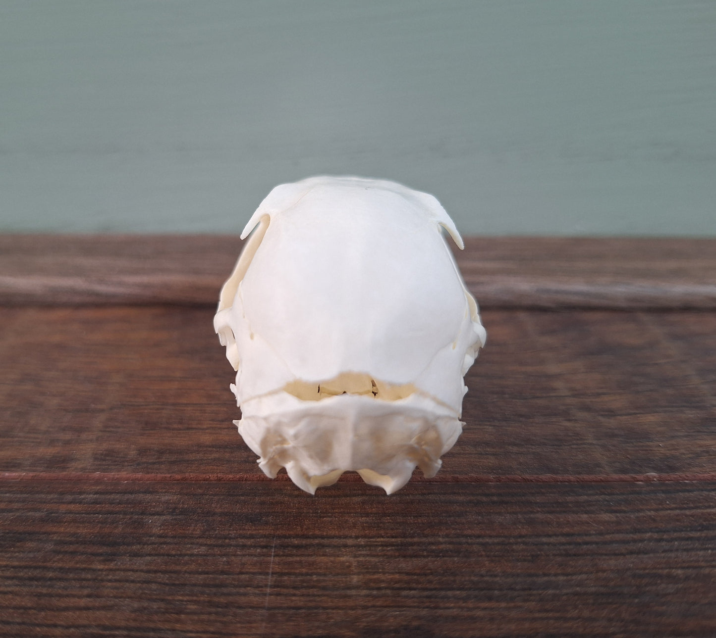 Gray squirrel skull