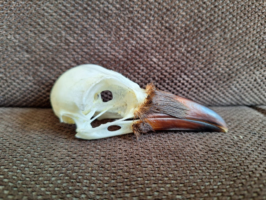 Crow skull #32