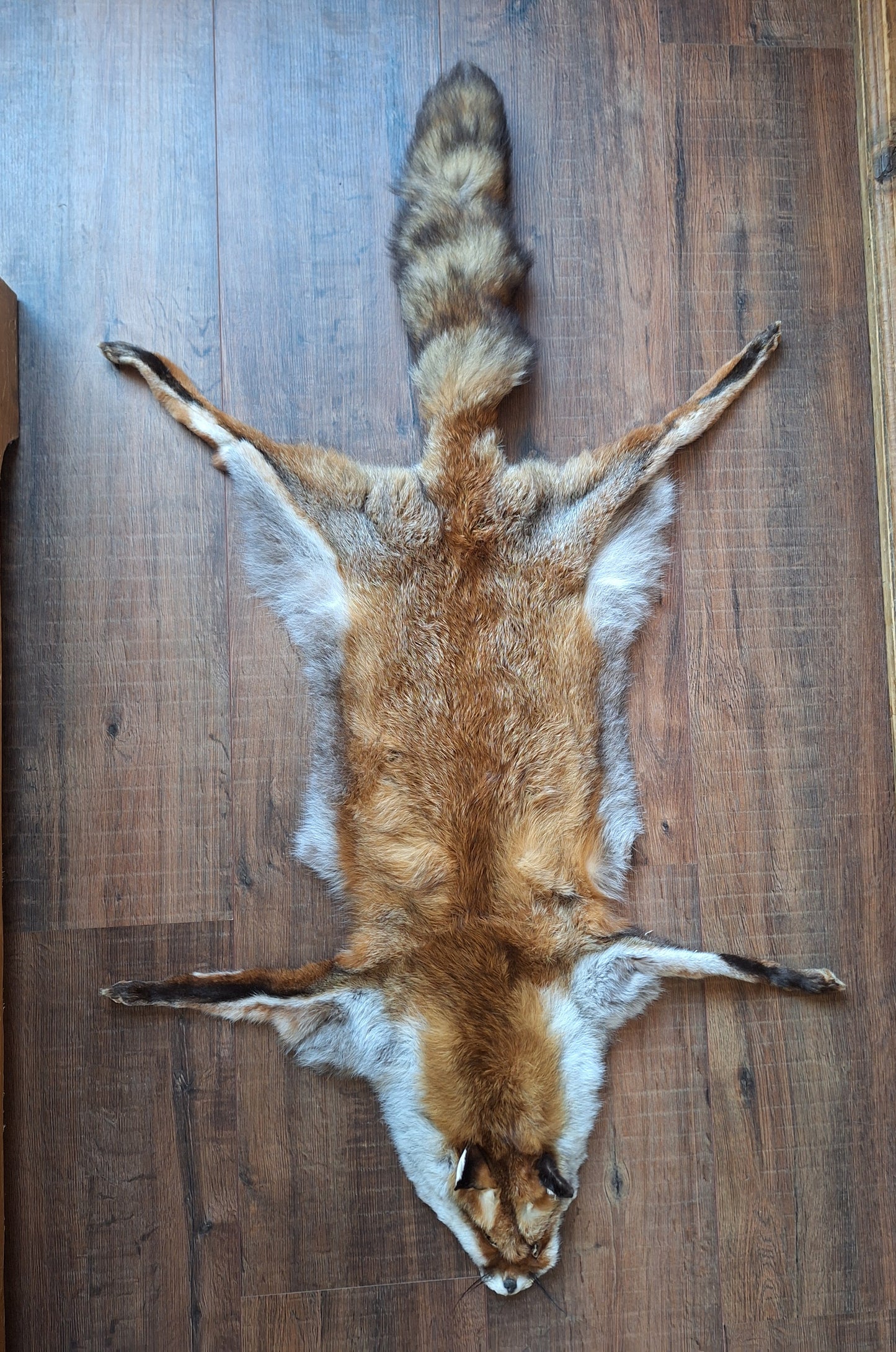 Red fox hide #22