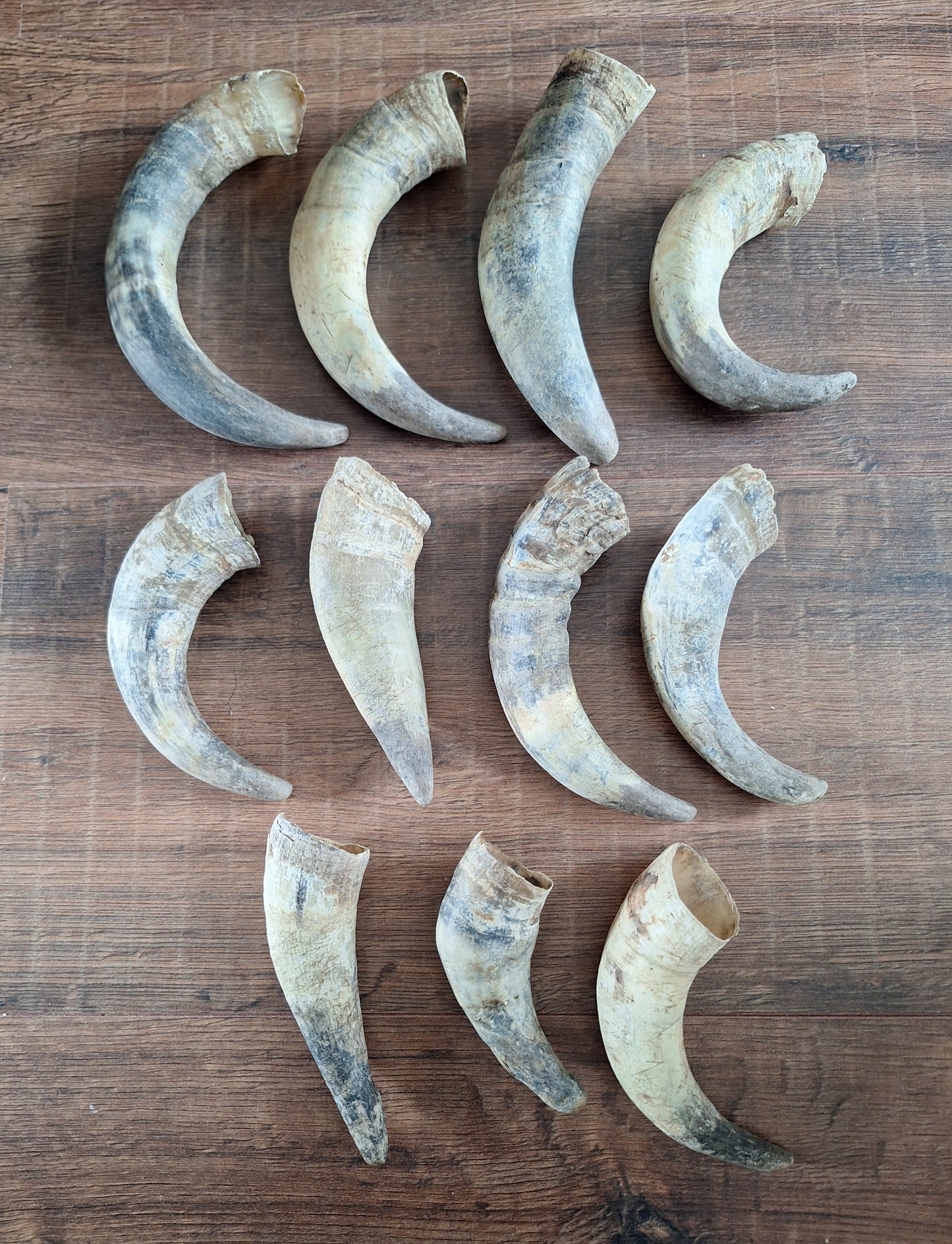 Cow horns