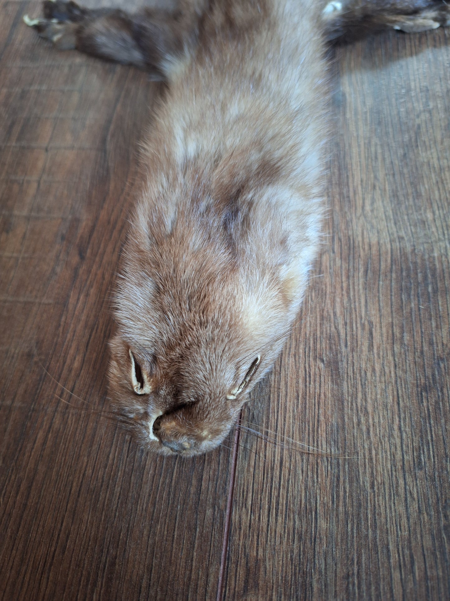 Stone marten hide #3