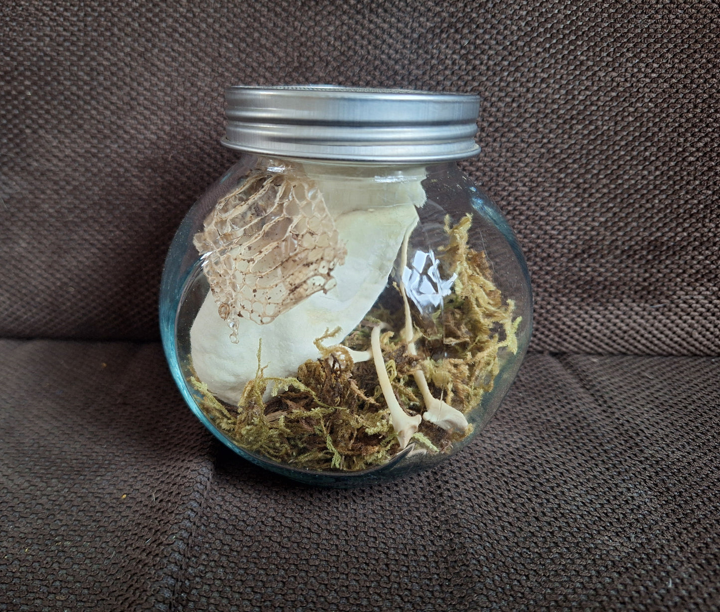 Snake set in glass jar